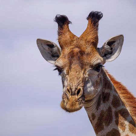 Nkomazi Game Reserve By Newmark Badplaas Luaran gambar