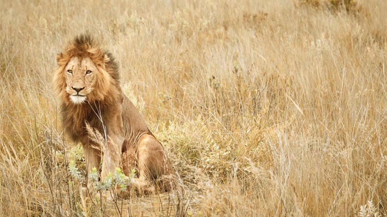 Nkomazi Game Reserve By Newmark Badplaas Luaran gambar