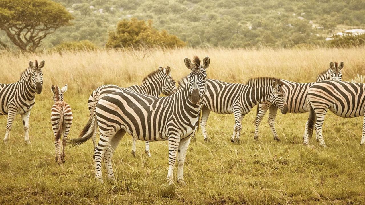 Nkomazi Game Reserve By Newmark Badplaas Luaran gambar