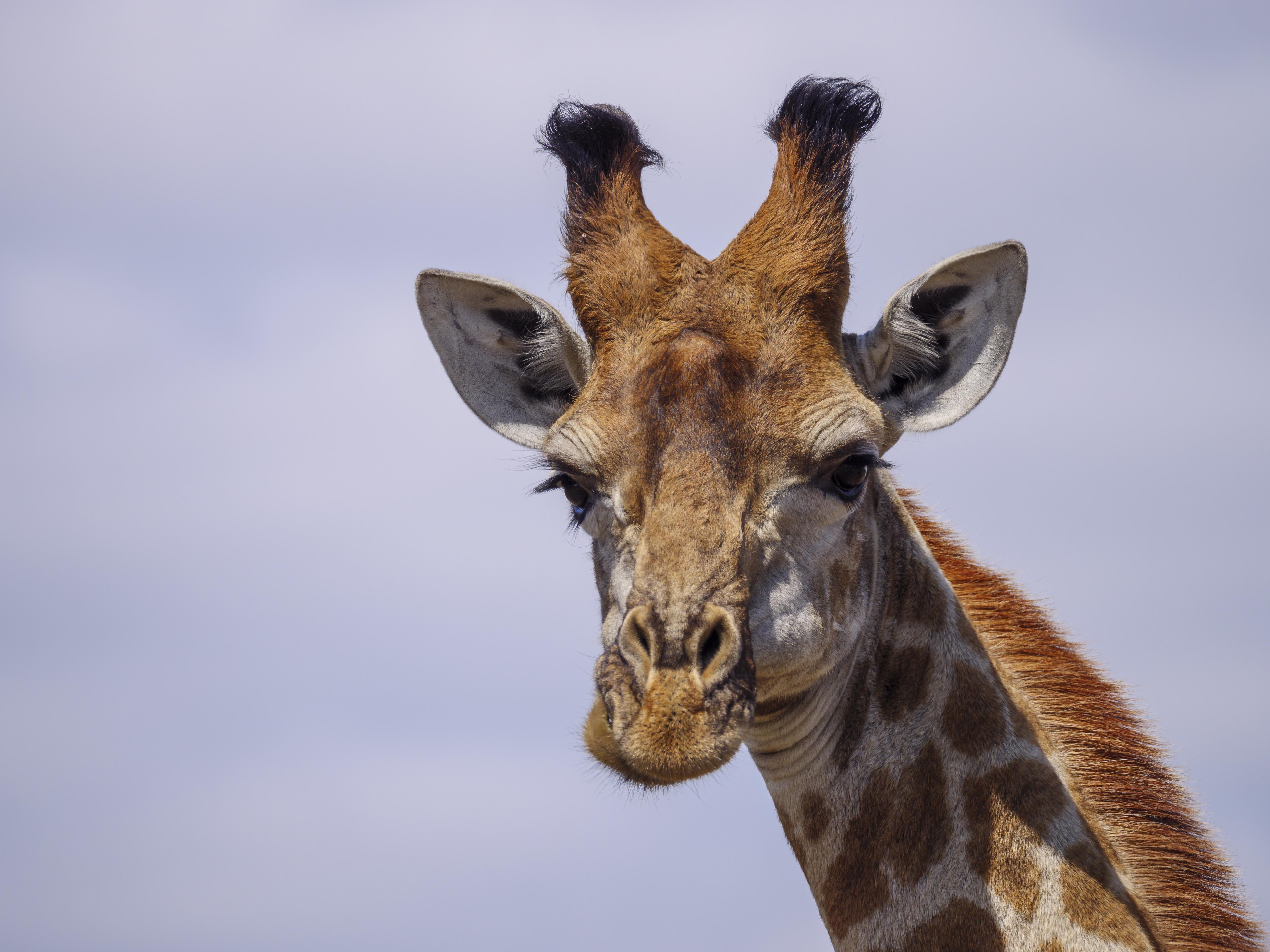 Nkomazi Game Reserve By Newmark Badplaas Luaran gambar