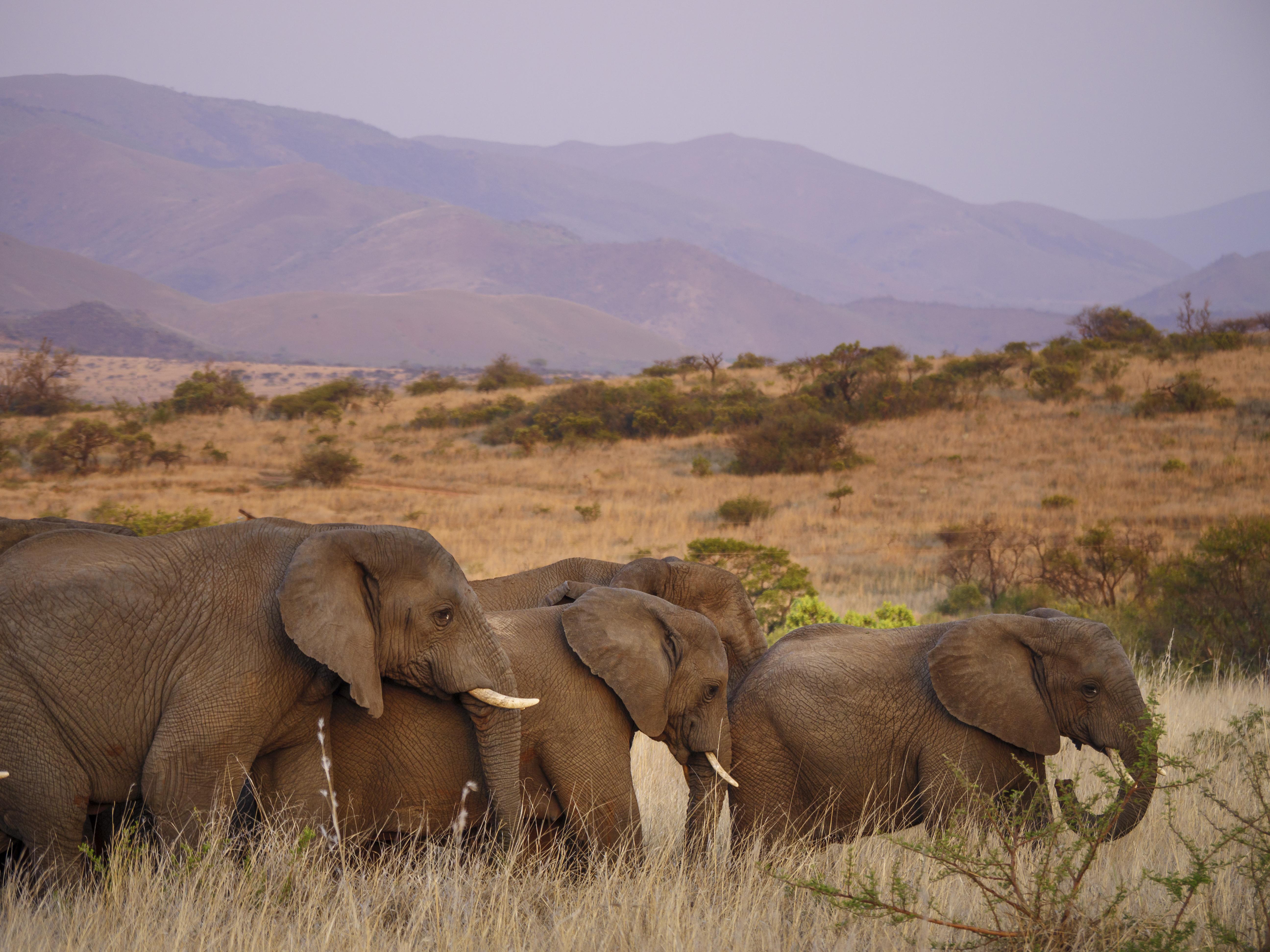 Nkomazi Game Reserve By Newmark Badplaas Luaran gambar