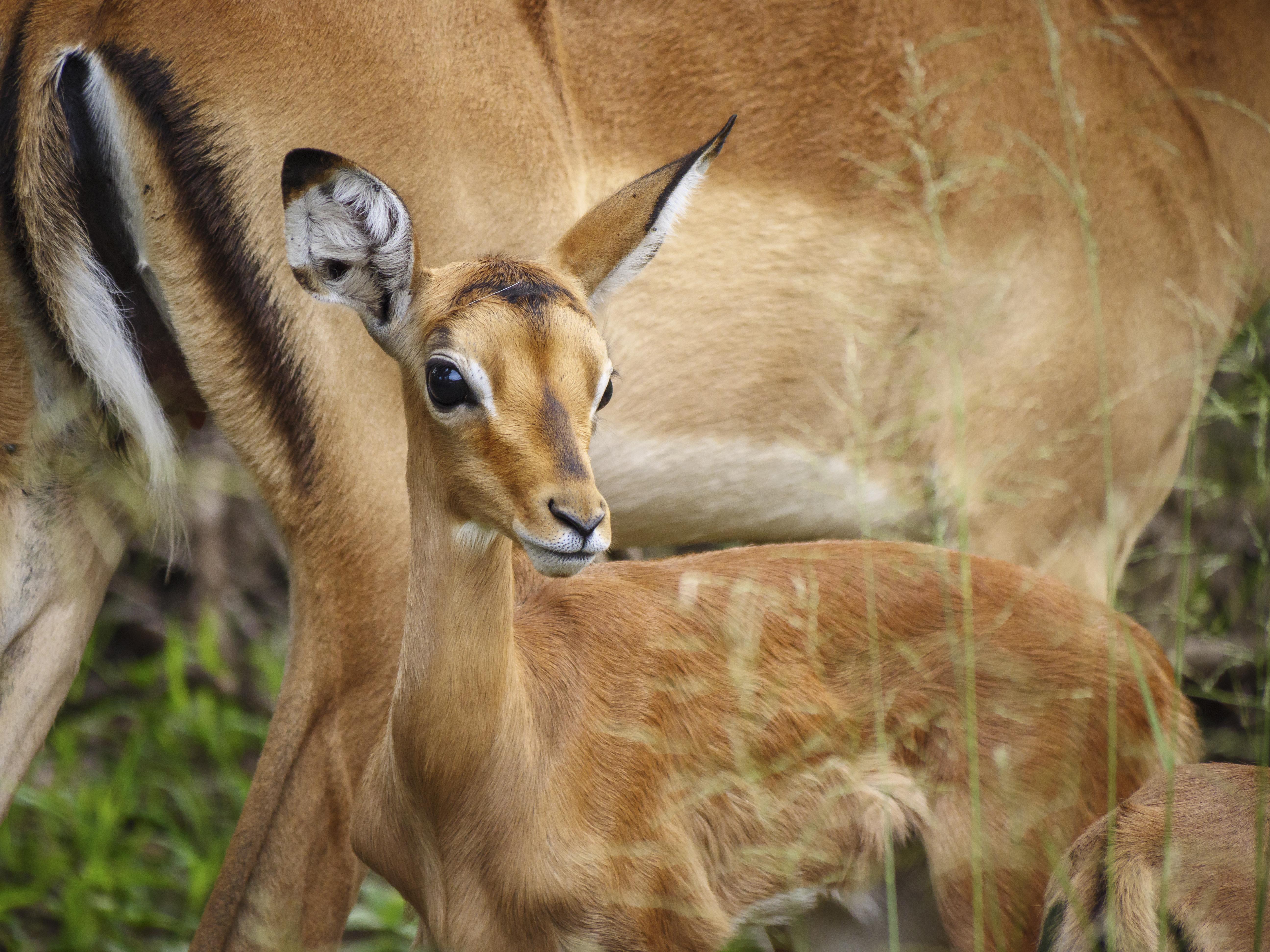 Nkomazi Game Reserve By Newmark Badplaas Luaran gambar