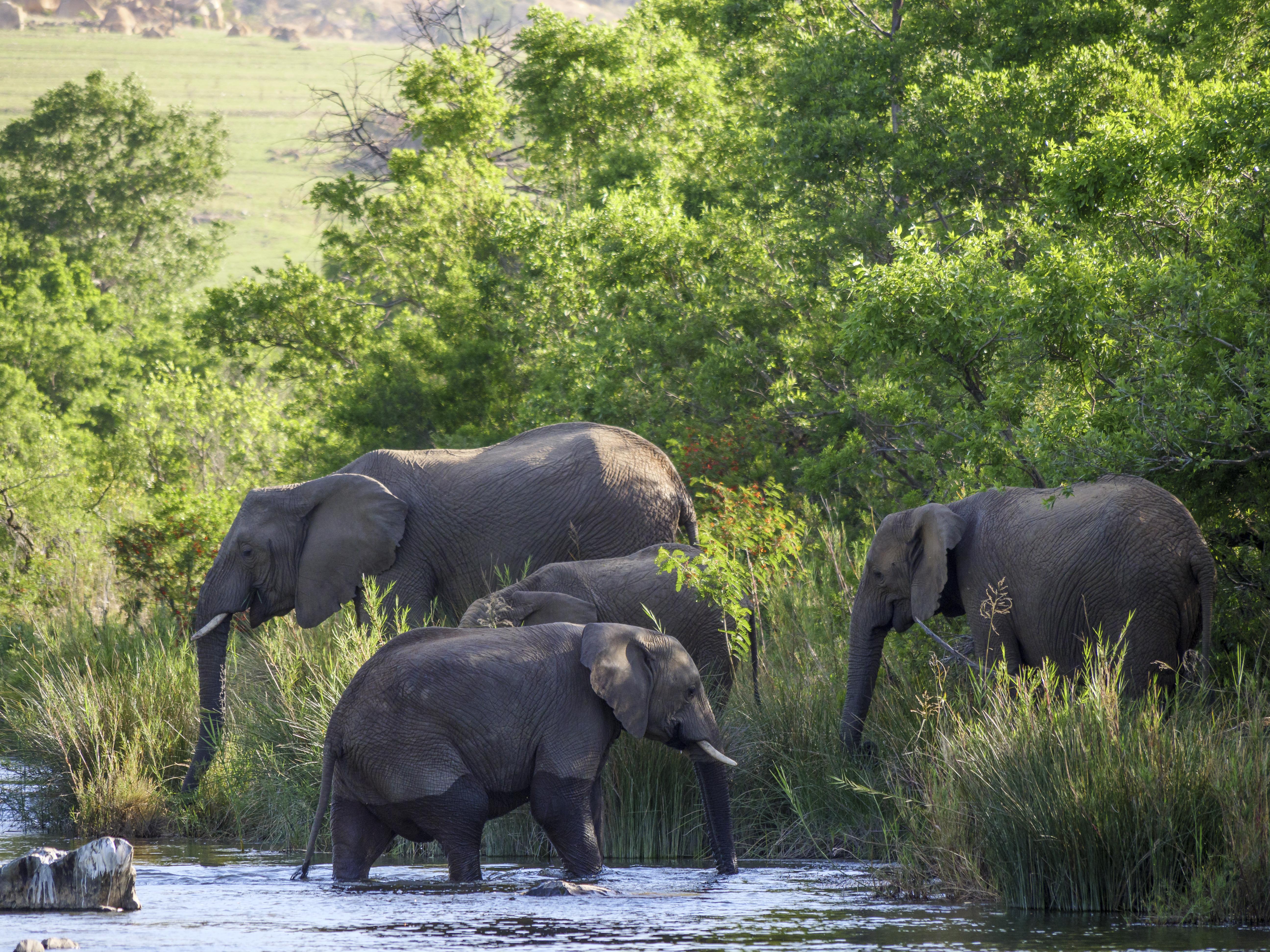 Nkomazi Game Reserve By Newmark Badplaas Luaran gambar