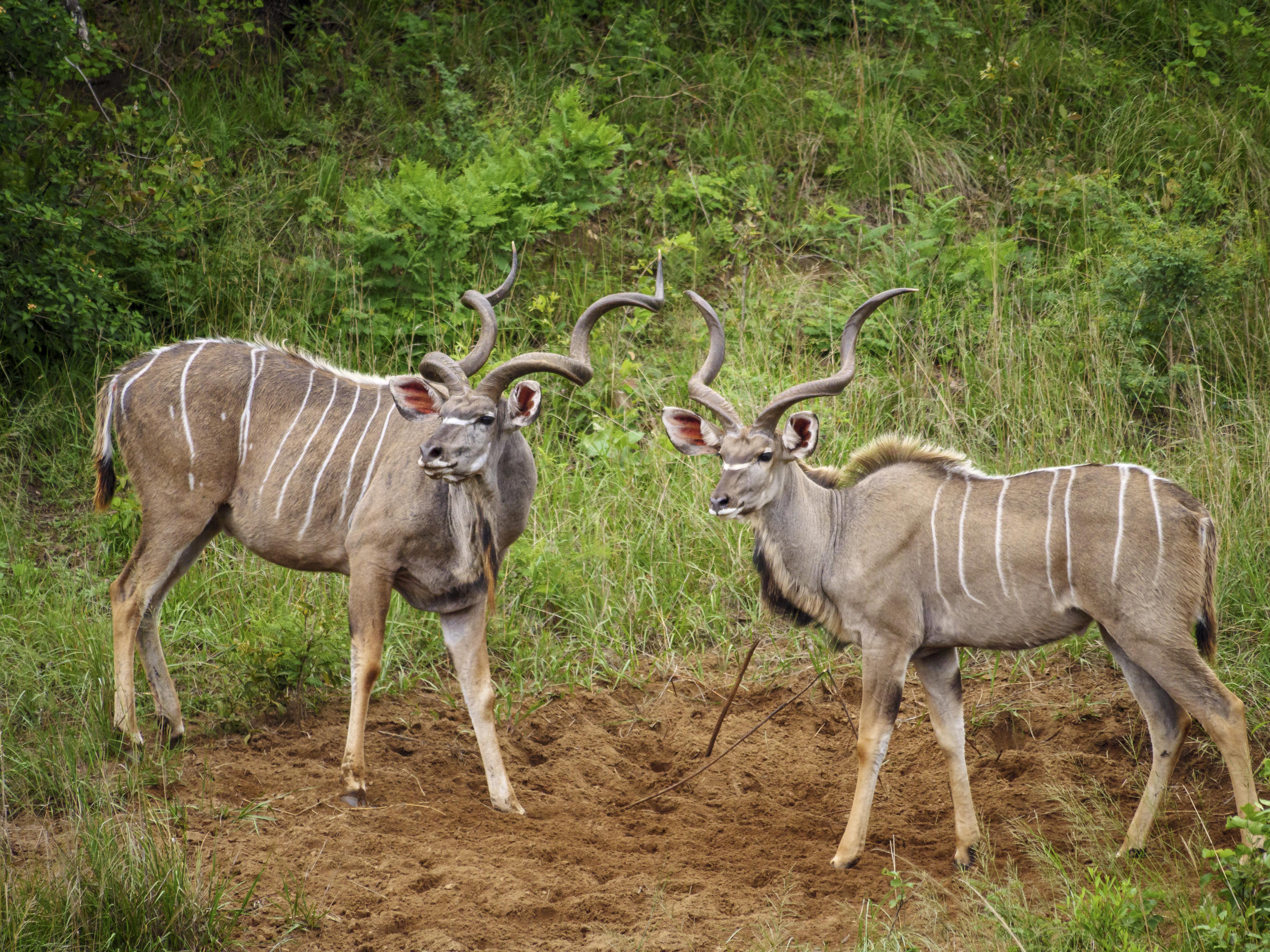 Nkomazi Game Reserve By Newmark Badplaas Luaran gambar